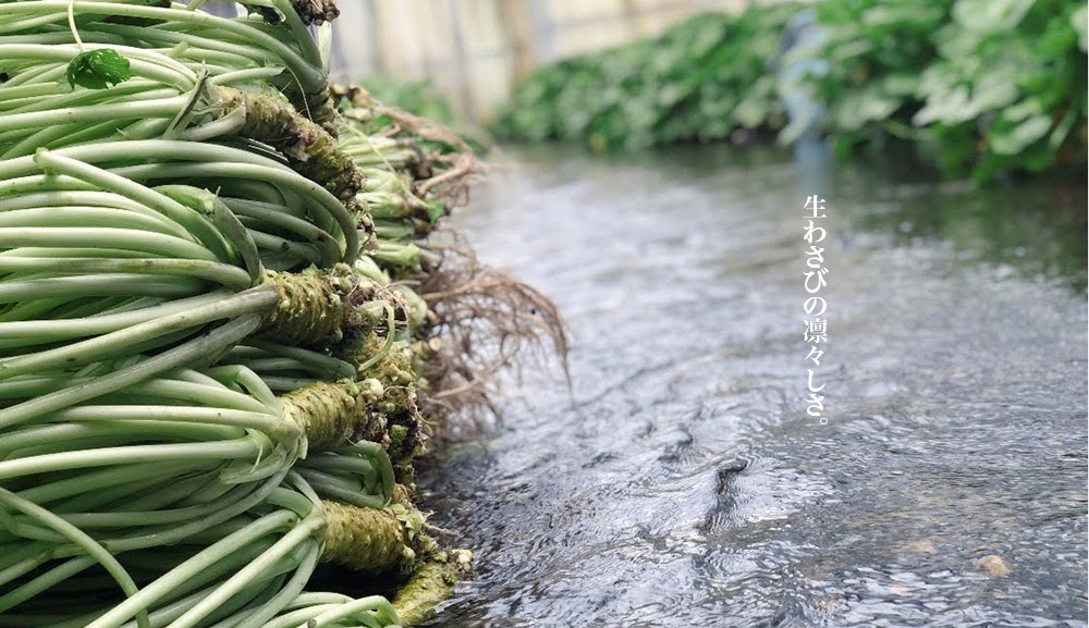 生わさびの凛々しさ。