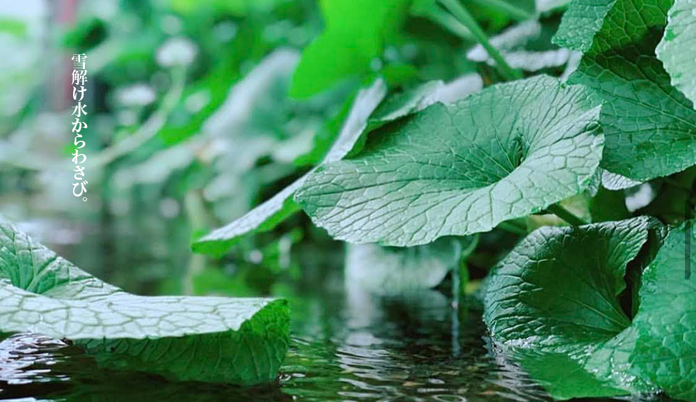 雪解け水からわさび。